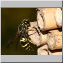 Ancistrocerus nigricornis - Lehmwespe 15.jpg